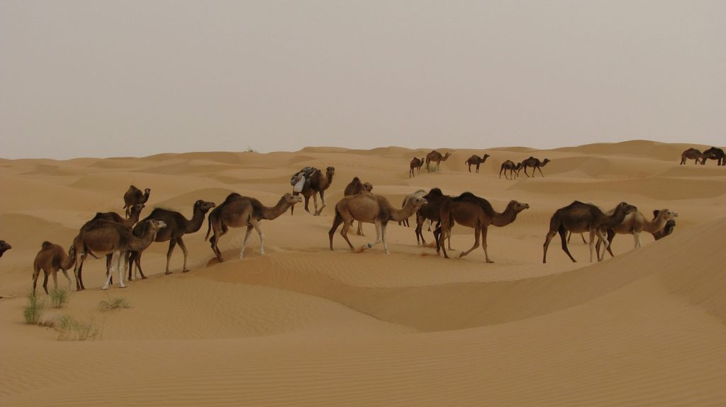 Camels Desert Tunisia Djerba 