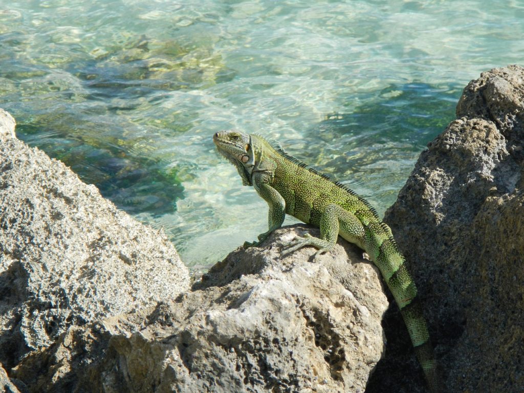 Iguana Guadeloupe Tropical Iguana