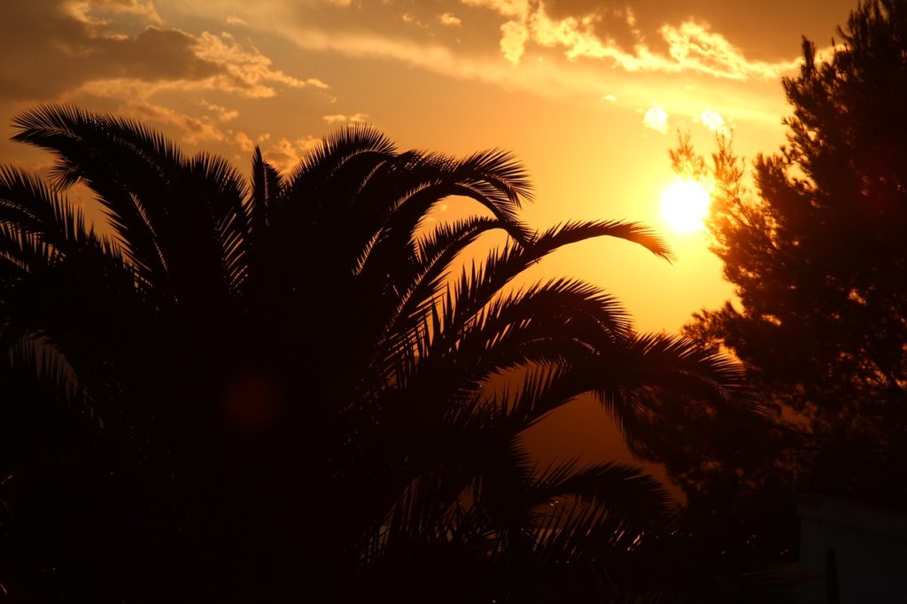 Sunset Palm Holiday Tree Tropics 