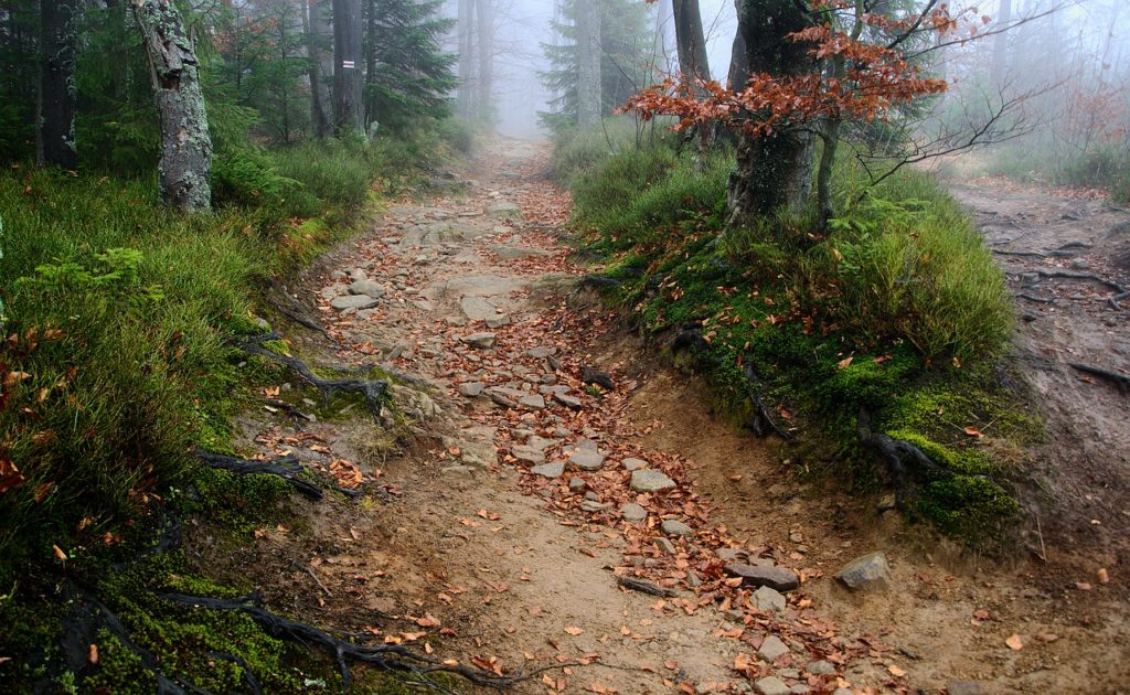 The Path Trail The Roots Of The