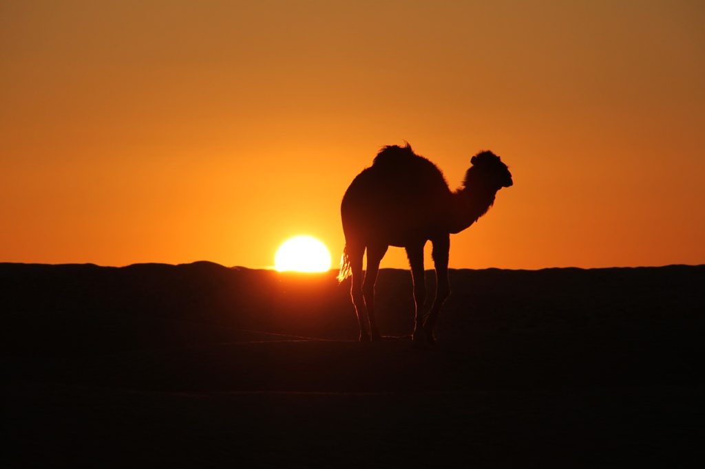Tunisia Desert Camel Sun Rise 